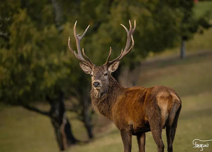 Chalet Le Gagnage 31 Pers- Malmedy, Rustique, Vue, Wellness